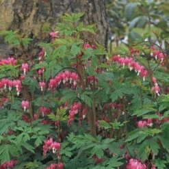 Dicentra Spectabilis 15 Dicentra Spectabilis -Garden Bloomy Shop x600 11726