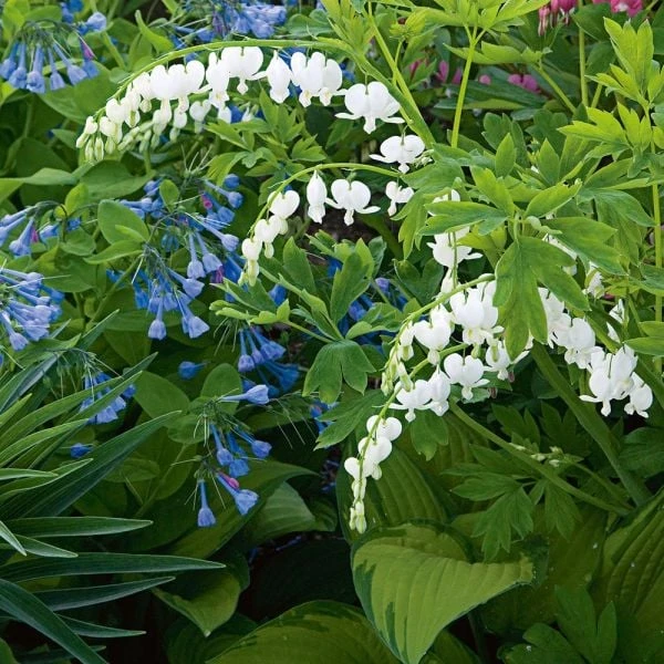 Dicentra Spectabilis 'Alba' 4 Dicentra Spectabilis 'Alba' - Image 2