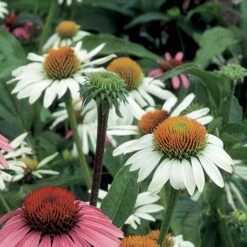 Echinacea Purpurea 'White Swan' -Garden Bloomy Shop x600 11728