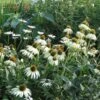 Echinacea Purpurea 'White Swan' -Garden Bloomy Shop x600 11730