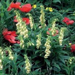 Digitalis Grandiflora -Garden Bloomy Shop x600 11733