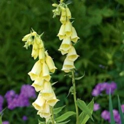 Digitalis Grandiflora -Garden Bloomy Shop x600 11734