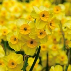 Award-winning Miniature Daffodils -Garden Bloomy Shop x600 11818