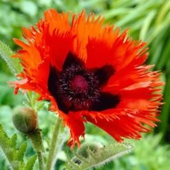 Papaver Orientale 'Curlilocks' -Garden Bloomy Shop x600 11915