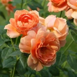 Rose At Last® -Garden Bloomy Shop x600 11939