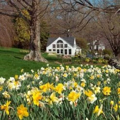 The Works Daffodil Mix -Garden Bloomy Shop x600 11963