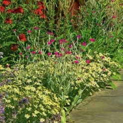 Coreopsis Verticillata 'Moonbeam' -Garden Bloomy Shop x600 12032