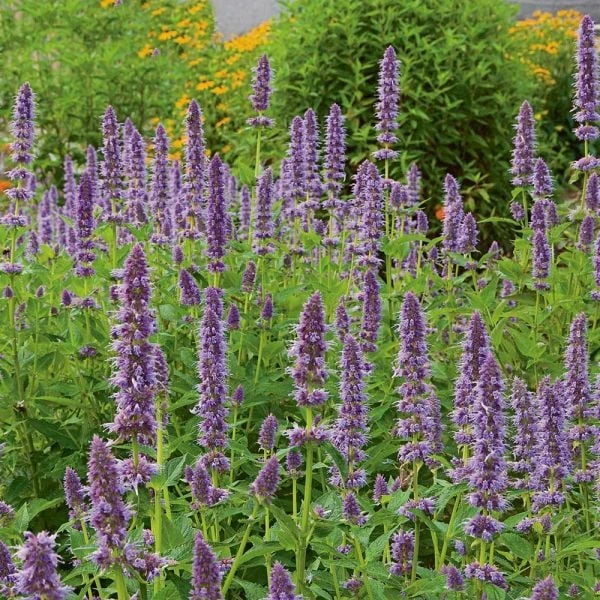Agastache 'Blue Fortune' 4 Agastache 'Blue Fortune' - Image 2