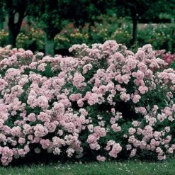 Rose Bonica® -Garden Bloomy Shop x600 12080