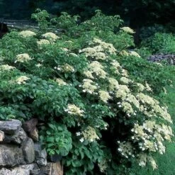 Hydrangea Anomala Subsp. Petiolaris -Garden Bloomy Shop x600 12088