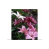 Strawberries & Cream Lilium Mix -Garden Bloomy Shop x600 121