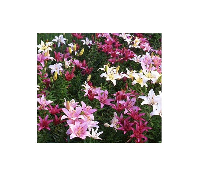 Strawberries & Cream Lilium Mix 4 Strawberries & Cream Lilium Mix - Image 2