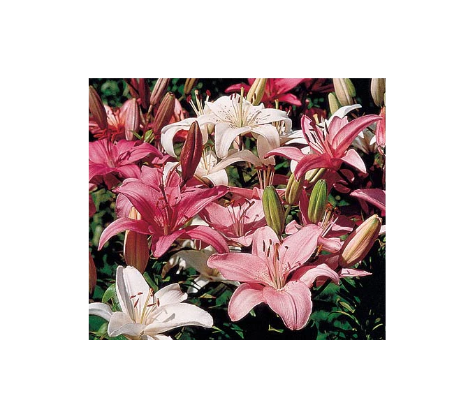 Strawberries & Cream Lilium Mix 5 Strawberries & Cream Lilium Mix - Image 3