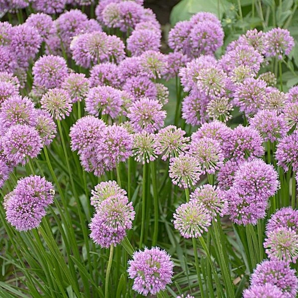 Allium 'Millenium' 4 Allium 'Millenium' - Image 2