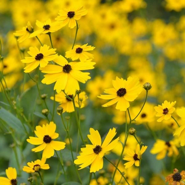 Coreopsis Palustris 'Summer Sunshine' 3 Coreopsis Palustris 'Summer Sunshine'