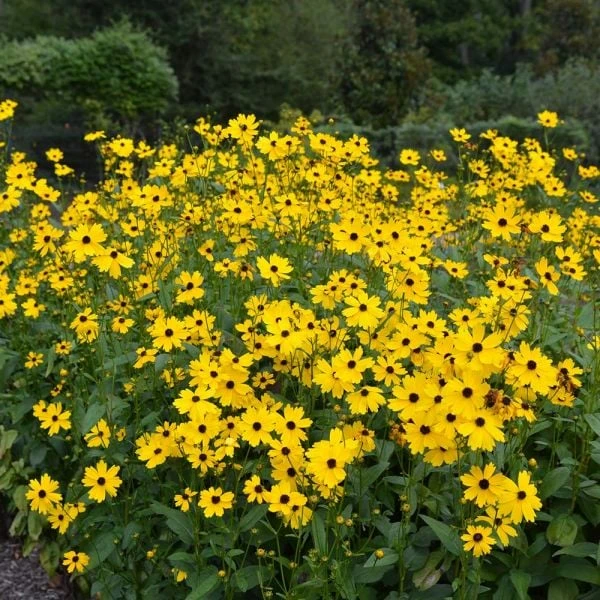 Coreopsis Palustris 'Summer Sunshine' 4 Coreopsis Palustris 'Summer Sunshine' - Image 2