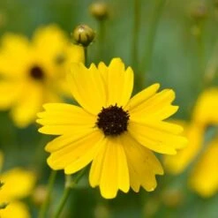 Coreopsis Palustris 'Summer Sunshine' 7 Coreopsis Palustris 'Summer Sunshine' -Garden Bloomy Shop x600 12367