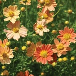 Coreopsis Verticillata Crème Caramel™ -Garden Bloomy Shop x600 12369