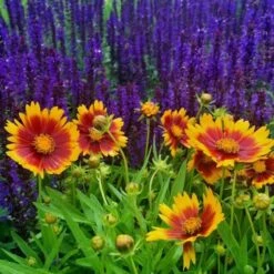 Coreopsis UpTick™ Gold & Bronze -Garden Bloomy Shop x600 12378