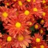 Chrysanthemum 'Pumpkin Igloo'