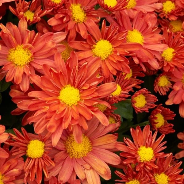 Chrysanthemum 'Pumpkin Igloo' 3 Chrysanthemum 'Pumpkin Igloo'