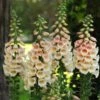 Digitalis Purpurea 'Dalmatian Peach' -Garden Bloomy Shop x600 12398