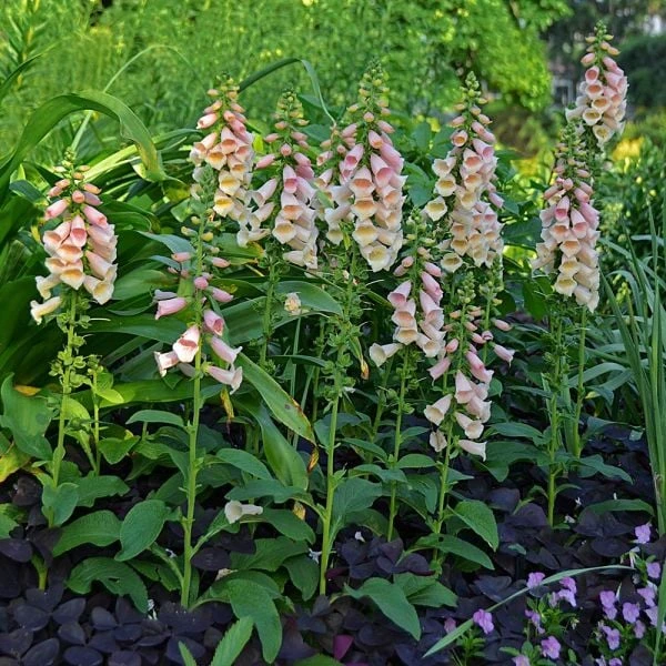 Digitalis Purpurea 'Dalmatian Peach' 4 Digitalis Purpurea 'Dalmatian Peach' - Image 2