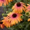 Echinacea Purpurea Butterfly™ Rainbow Marcella 2 Echinacea Purpurea Butterfly™ Rainbow Marcella -Garden Bloomy Shop x600 12412