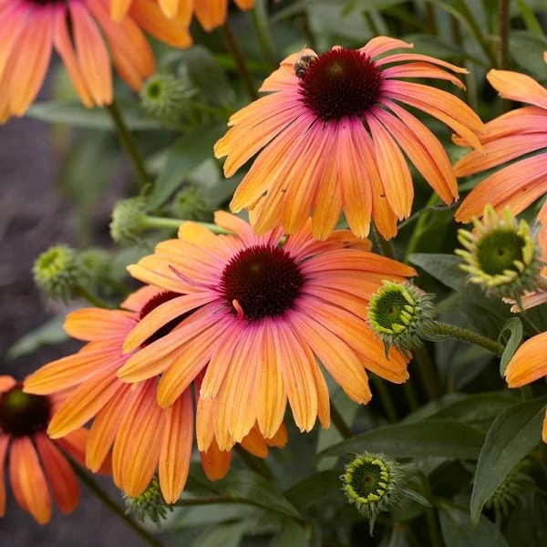 Echinacea Purpurea Butterfly™ Rainbow Marcella 3 Echinacea Purpurea Butterfly™ Rainbow Marcella