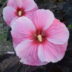 Hibiscus 'Starry Starry Night' -Garden Bloomy Shop x600 12470