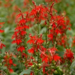 Lobelia Cardinalis -Garden Bloomy Shop x600 12495