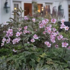 Anemone X Hybrida 'Robustissima' 11 Anemone X Hybrida 'Robustissima' -Garden Bloomy Shop x600 12537