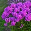 Phlox 'Fashionably Early Flamingo' -Garden Bloomy Shop x600 12556