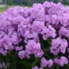 Phlox 'Fashionably Early Princess' 1 Phlox 'Fashionably Early Princess' -Garden Bloomy Shop x600 12557 1