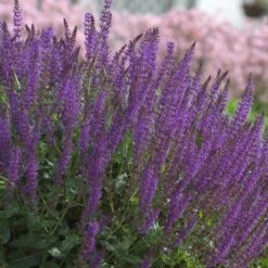 Salvia X Sylvestris 'May Night' -Garden Bloomy Shop x600 12571