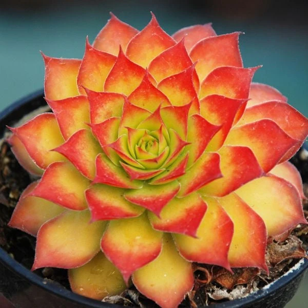 Sempervivum Chick Charms® 'Gold Nugget' 4 Sempervivum Chick Charms® 'Gold Nugget' - Image 2