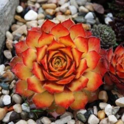 Sempervivum Chick Charms® 'Gold Nugget' 7 Sempervivum Chick Charms® 'Gold Nugget' -Garden Bloomy Shop x600 12590