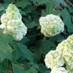 Hydrangea Quercifolia Gatsby Moon® 7 Hydrangea Quercifolia Gatsby Moon® -Garden Bloomy Shop x600 12665
