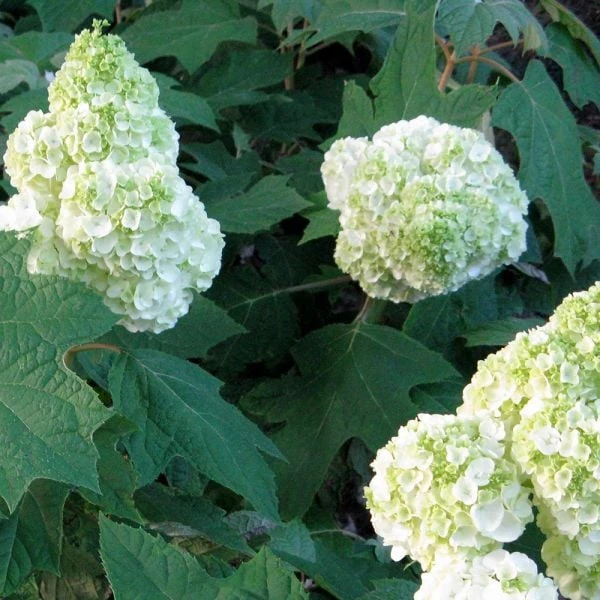 Hydrangea Quercifolia Gatsby Moon® 5 Hydrangea Quercifolia Gatsby Moon® - Image 3