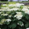 Hydrangea Arborescens 'Haas' Halo' 1 Hydrangea Arborescens 'Haas' Halo' -Garden Bloomy Shop x600 12677
