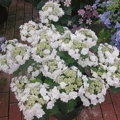 Hydrangea Macrophylla 'Wedding Gown'