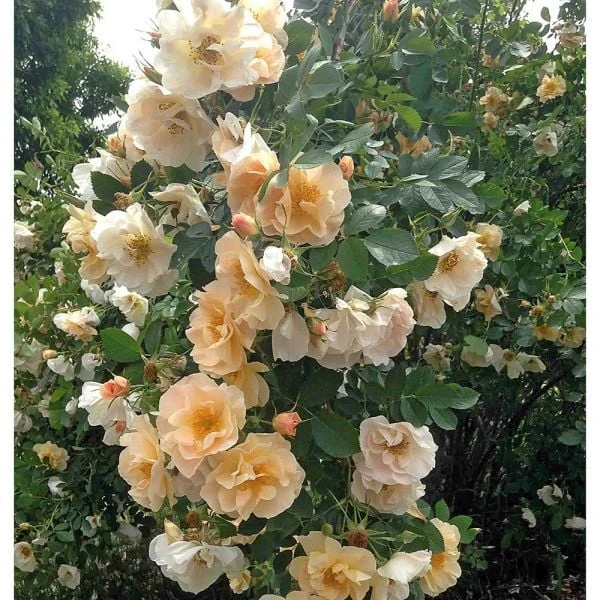 Rose Above And Beyond™ 4 Rose Above And Beyond™ - Image 2