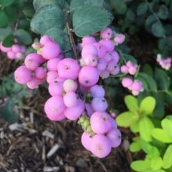 Symphoricarpos Proud Berry® -Garden Bloomy Shop x600 12755
