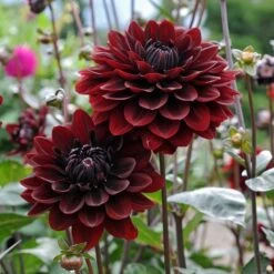 Dahlia 'Karma Choc' -Garden Bloomy Shop x600 12810