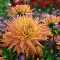 Dahlia 'Karma Corona' -Garden Bloomy Shop x600 12811