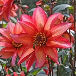 Dahlia 'Waltzing Mathilda' -Garden Bloomy Shop x600 12869