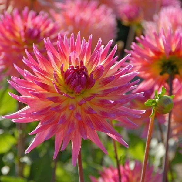 Dahlia 'Karma Sangria' 4 Dahlia 'Karma Sangria' - Image 2