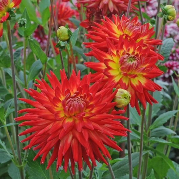 Dahlia 'Karma Bon Bini' 4 Dahlia 'Karma Bon Bini' - Image 2