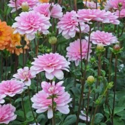 Dahlia 'Pink Perception' -Garden Bloomy Shop x600 12959