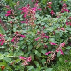 Salvia 'Wendy's Wish' -Garden Bloomy Shop x600 13035